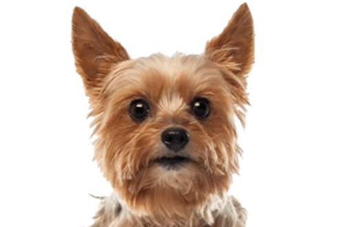 Yorkshire Terrier Co2 Impact